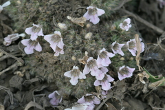 Lepidagathis cristata